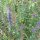 Issopo (Hyssopus officinalis) biologico semi