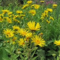 Enula campana (Inula helenium) biologica semi