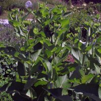 Enula campana (Inula helenium) biologica semi