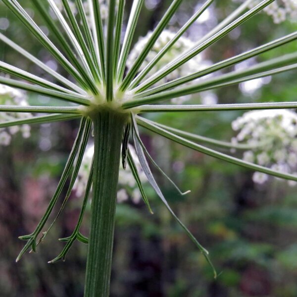 Imperatoria vera (Peucedanum ostruthium) biologica semi