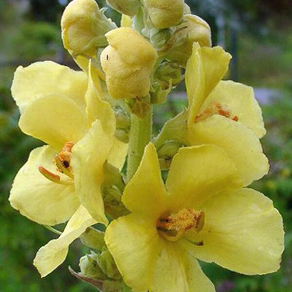 Guaragnasco (Verbascum densiflorum) biologico semi