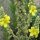 Guaragnasco (Verbascum densiflorum) biologico semi