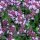 Timo a foglie grandi (Thymus pulegioides) semi