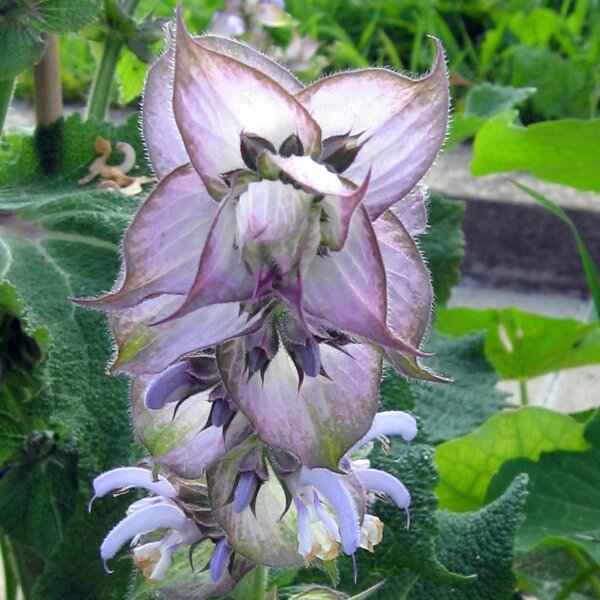 Erba moscatella (Salvia sclarea) biologica semi