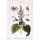 Erba moscatella (Salvia sclarea) biologica semi