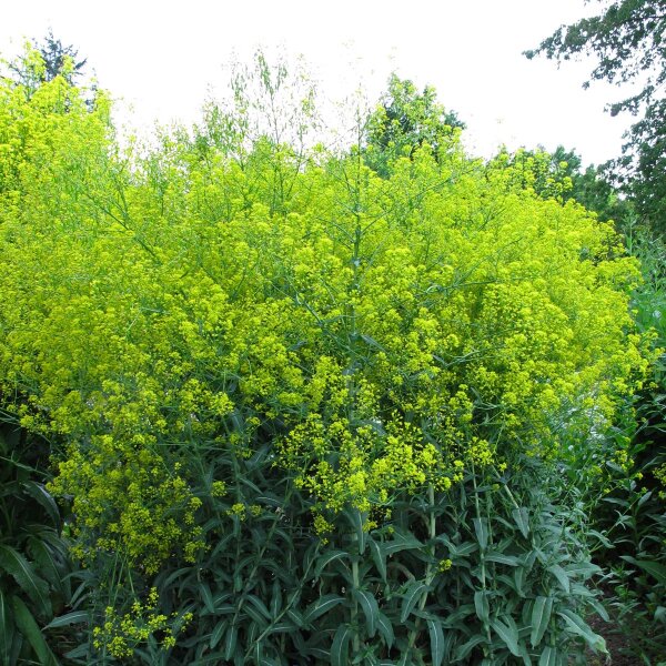 Guado (Isatis tinctoria) biologico semi