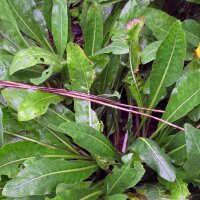 Guado (Isatis tinctoria) biologico semi