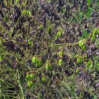 Guado (Isatis tinctoria) biologico semi
