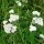 Achillea millefoglie (Achillea millefolium) biologica semi