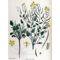 Senape bianca (Sinapis alba) biologica semi