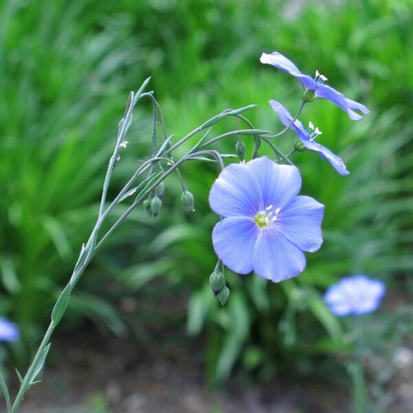 Semi Biologici Di Lino Blu (Linum Usitatissimum) - 20g Per Fertilizzante Verde - L'Attico D'Abondance