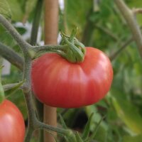 Pomodoro selvatico di Humboldt (Solanum pimpinellifolium...