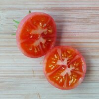 Pomodoro selvatico di Humboldt (Solanum pimpinellifolium var. humboldtii) semi
