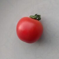 Pomodoro selvatico di Humboldt (Solanum pimpinellifolium var. humboldtii) semi