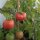 Pomodoro selvatico di Humboldt (Solanum pimpinellifolium var. humboldtii) semi
