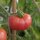 Pomodoro selvatico di Humboldt (Solanum pimpinellifolium var. humboldtii) semi