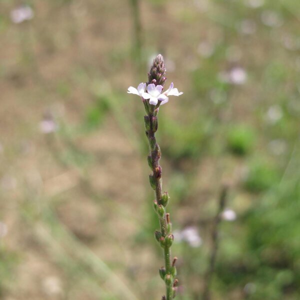 Verbena (Verbena officinalis) biologica semi