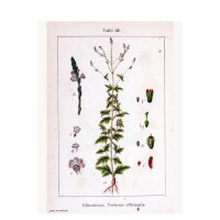 Verbena (Verbena officinalis) biologica semi