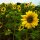 Miscela di girasoli (Helianthus annuus) biologico