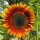 Girasole Velvet Queen (Helianthus annuus) bio semi