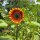 Girasole Velvet Queen (Helianthus annuus) bio semi