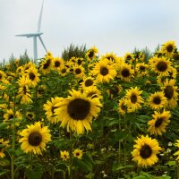 Girasole comune Mittelgroßblumige Gelbe (Helianthus...