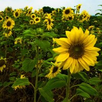 Girasole comune Mittelgroßblumige Gelbe (Helianthus annuus) biologico semi