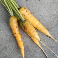 Carota gialla Jaune Du Doubs (Daucus carota) biologica semi