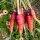 Carota Rouge Sang (Daucus carota) biologica semi