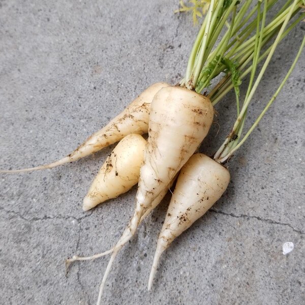 Carota di Küttigen (Daucus carota) biologica semi