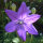 Platycodon grandiflorus Marisii (Platycodon grandiflorus) biologico semi