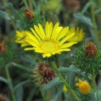 Grindelia robusta (Grindelia robusta) biologica semi