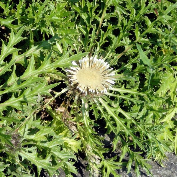 Carlina bianca (Carlina acaulis ssp. caulescens) biologica semi