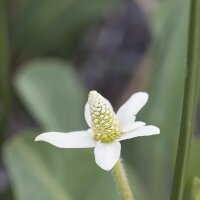 Yerba Mansa (Anemopsis californica) biologica semi