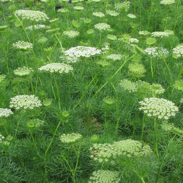 Visnaga (Ammi visnaga) biologica semi