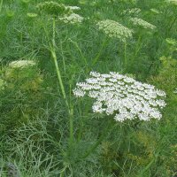 Visnaga (Ammi visnaga) biologica semi