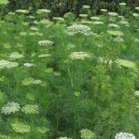 Visnaga (Ammi visnaga) biologica semi