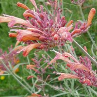 Agastache Apache Sunset (Agastache rupestris) biologica semi