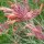 Agastache Apache Sunset (Agastache rupestris) biologica semi