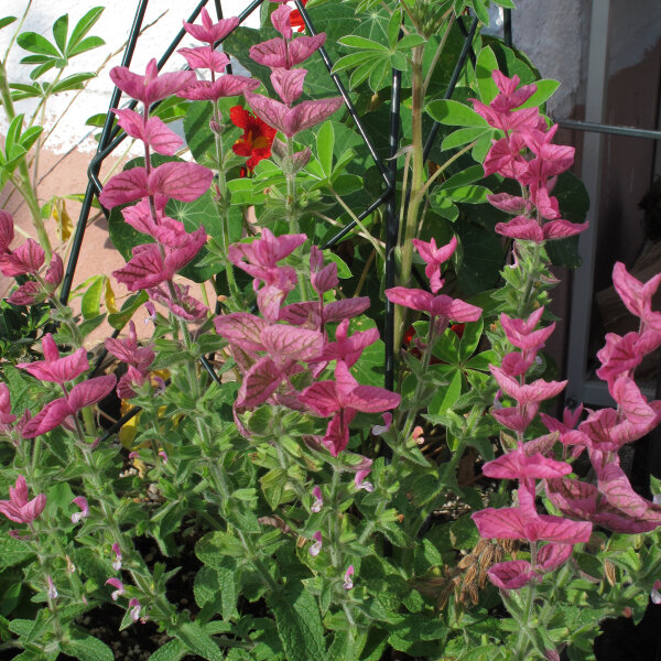 Salvia annuale (Salvia viridis) biologica semi