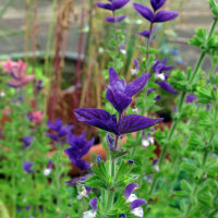 Salvia annuale (Salvia viridis) semi biologici