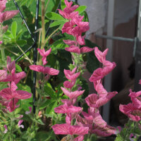 Salvia annuale (Salvia viridis) biologica semi