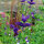 Salvia annuale (Salvia viridis) semi biologici
