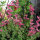 Salvia annuale (Salvia viridis) semi biologici