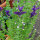 Salvia annuale (Salvia viridis) semi biologici