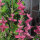 Salvia annuale (Salvia viridis) semi biologici