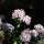 Garofano dei poeti (Dianthus barbatus) biologico semi
