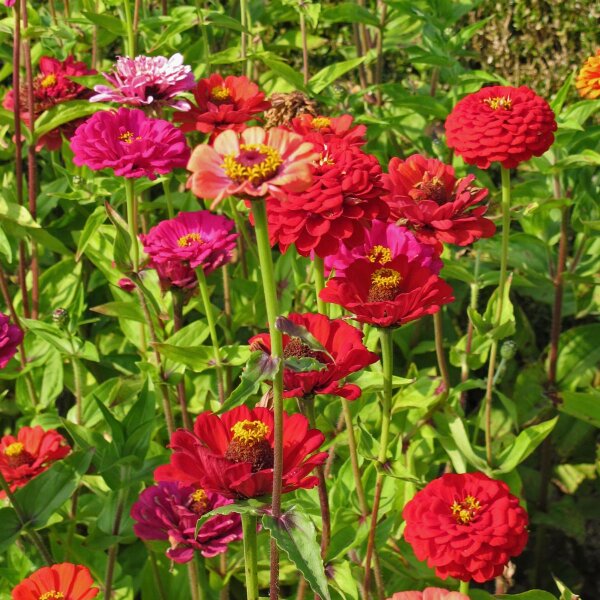 Zinnia comune nana Dwarf Mix (Zinnia elegans) biologica semi