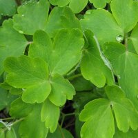 Aquilegia commune (Aquilegia vulgaris) biologica semi