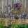 Aquilegia commune (Aquilegia vulgaris) biologica semi